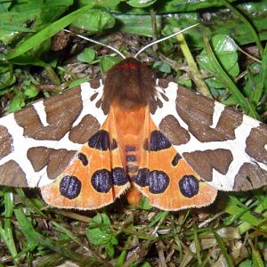 Garden Tiger Moth (Arctia caja)