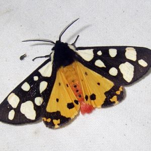 Cream-spot Tiger Moth (Arctia villica)