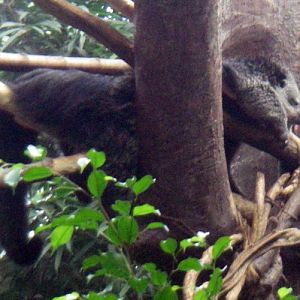 Binturong (Arctitis binturong)