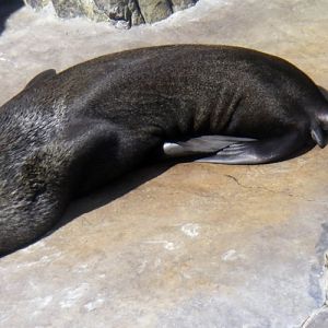 Brown Fur Seal (Arctocephalus pusillus)