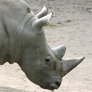 Southern white rhino