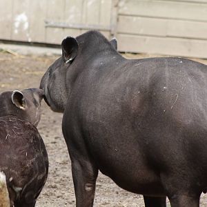 Lowland tapir with baby