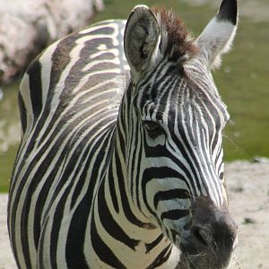 Burchell zebra
