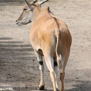 Eland