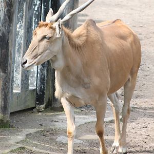 Eland