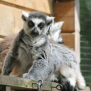 Ring-tailed lemur