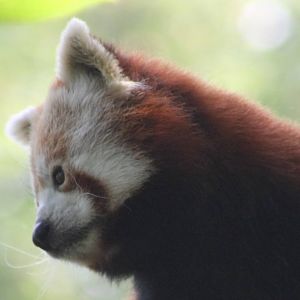 Red panda