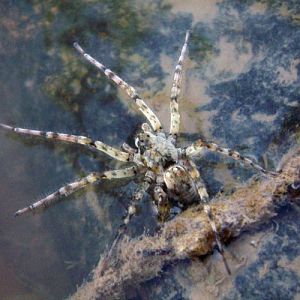 Giant Riverbank Wolf Spider (Arctosa cinerea)