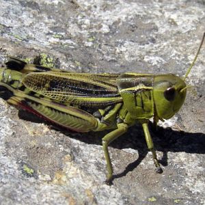 Large Banded Grasshopper (Arcyptera fusca)