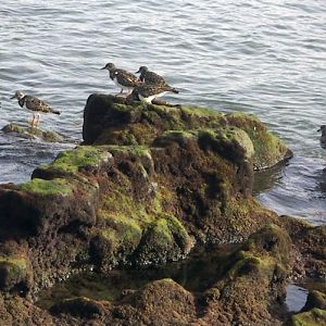 Ruddy Turnstones (Arenaria interpres)