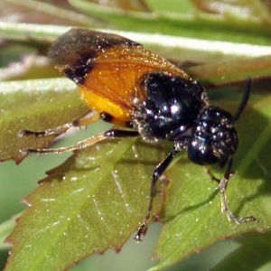 Bramble Sawfly (Arge cyanocrocea)