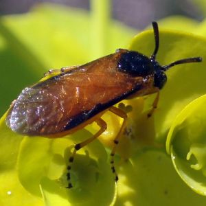 Rose Sawfly (Arge ochropus)
