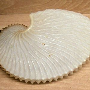 Greater Argonaut (Argonauta argo)