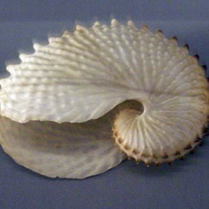 Knobbed Argonaut (Argonauta nodosa)