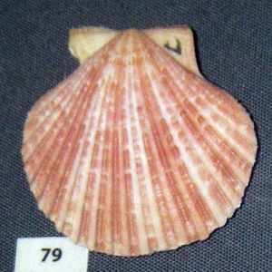 Peruvian Scallop (Argopecten purpuratus)