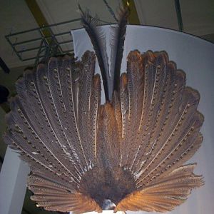 Great Argus Pheasant (Argusianus argus) (taxidermy)
