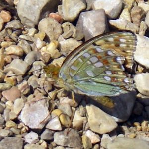 High Brown Fritillary (Argynnis adippe)