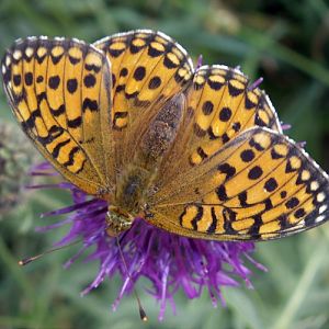 Dark Green Fritillary (Argynnis aglaja)