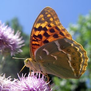 Cardinal Fritillary (Argynnis pandora)