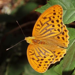 Silver-washed Fritillary (Argynnis paphia)