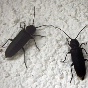 Burnt Pine Longhorns (Arhopalus ferus)