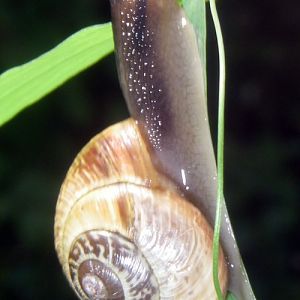 Copse Snail (Arianta arbustorum)
