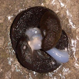 Black Slugs (Arion ater)