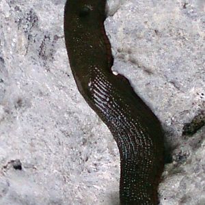 Spanish Slug (Arion vulgaris)