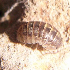 Common Pill-bug (Armadillidium vulgare)