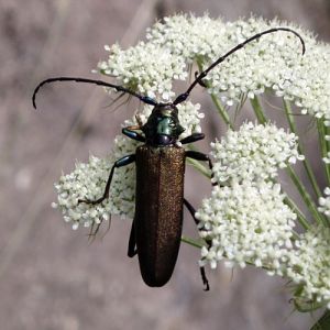 Musk Beetle (Aromia moschata)