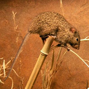 African Grass Rat (Arvicanthis niloticus)