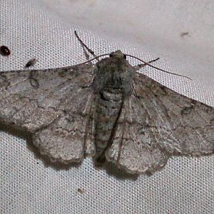 Giant Looper (Ascotis selenaria)