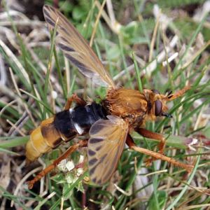 Hornet Robberfly (Asilus crabroniformis)
