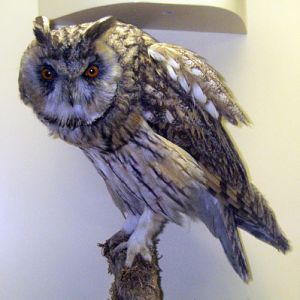 Long-eared Owl (Asio otus) (taxidermy)
