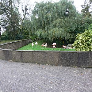 Flamingo exhibit at Dudley, 02/11/13