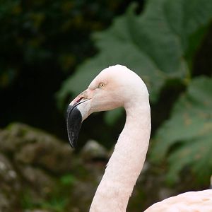 Hybrid Flamingo at Dudley, 02/11/13
