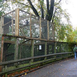 Raven exhibit at Dudley, 02/11/13