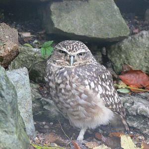 Burrowing Owl at Dudley, 02/11/13