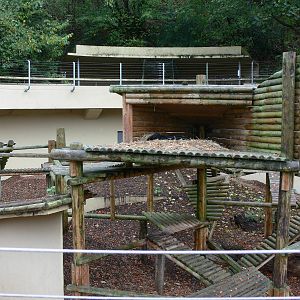 Bear exhibit at Dudley, 02/11/13