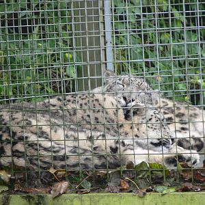 Snow Leopards at Dudley, 02/11/13