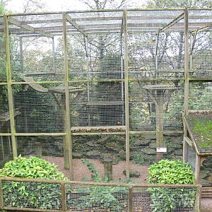 Snow Leopard exhibit at Dudley, 02/11/13