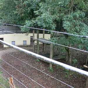 Tiger exhibit at Dudley, 02/11/13