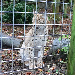 Carpathian Lynx at Dudley, 02/11/13