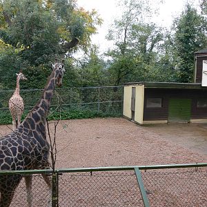 Giraffe exhibit at Dudley, 02/11/13