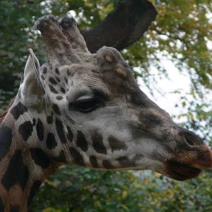 Rothschild Giraffe bull at Dudley, 02/11/13