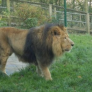 Mwamba the lion 2-11-13