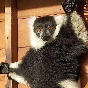 friendley lemur 2-11-13