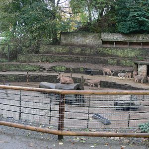 Barbary Sheep exhibit at Dudley, 02/11/13