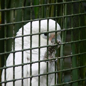 Goffin's Cockatoo at Dudley, 02/11/13
