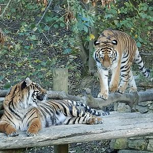 Tschuna and Daseep 2-11-13